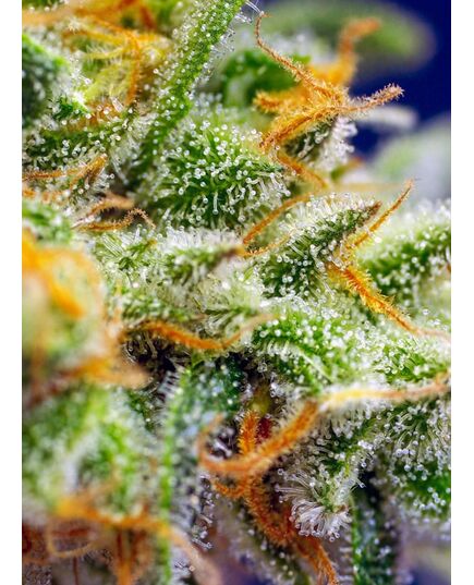 Produkt_Auto Crystal Candy XL – Sweet Seeds_, 3 image_Cannadusa_Marktplatz_Kaufen