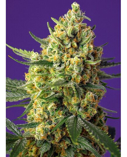 Produkt_Auto Crystal Candy XL – Sweet Seeds_, 2 image_Cannadusa_Marktplatz_Kaufen