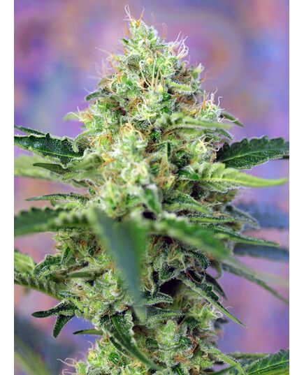 Product_Crystal Candy – Sweet Seeds, 2 image_Cannadusa_Marketplace_Buy