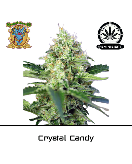 Produkt_Crystal Candy – Sweet Seeds__Cannadusa_Marktplatz_Kaufen