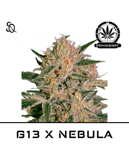 Produkt_G13 X NEBULA__Cannadusa_Marktplatz_Kaufen