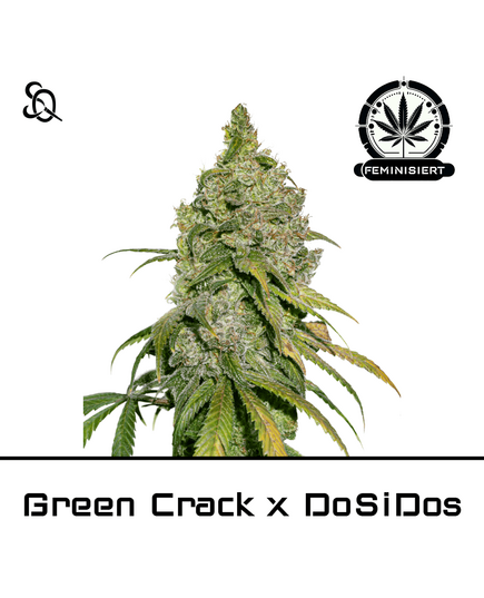 Produkt_Green Crack x DO SI DOS__Cannadusa_Marktplatz_Kaufen