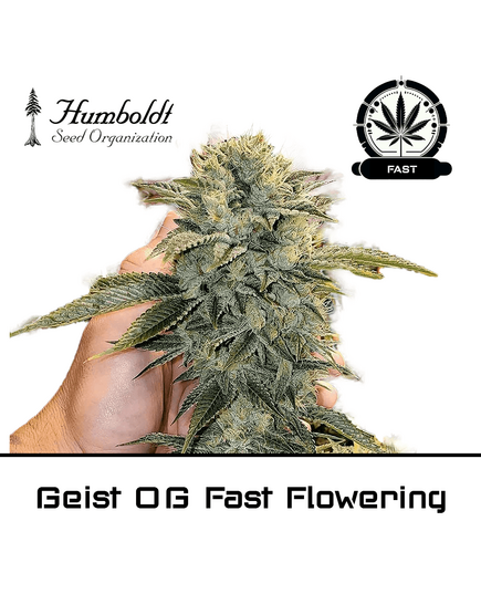 Product_Geist OG Fast Flowering - Humboldt Seeds_Cannadusa_Marketplace_Buy