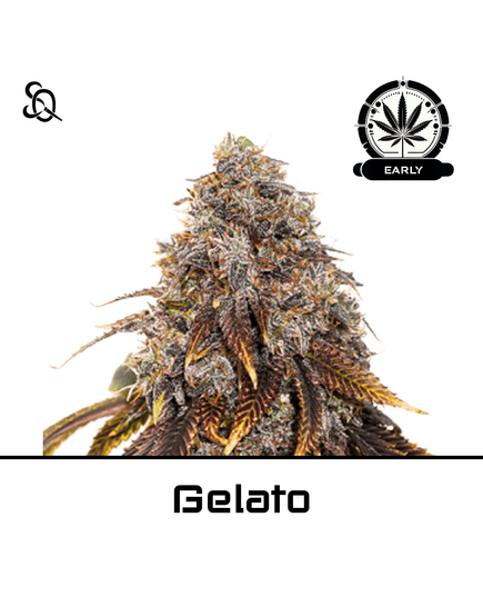 Product_Gelato Early Version_Cannadusa_Marketplace_Buy