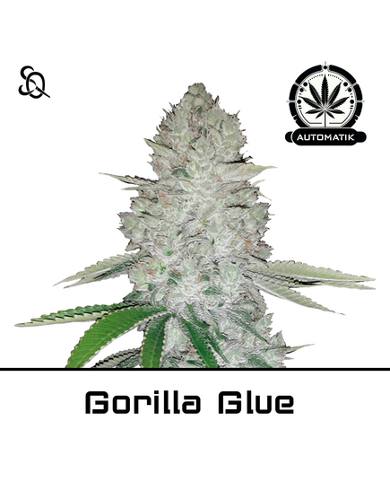 Product_Automatik Gorilla Glue_Cannadusa_Marketplace_Buy