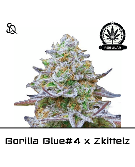 Product_GG#4 x Zkittlez Regulär_Cannadusa_Marketplace_Buy