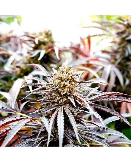 Produkt_Ghost of NYC - Humboldt Seeds_, 2 image_Cannadusa_Marktplatz_Kaufen