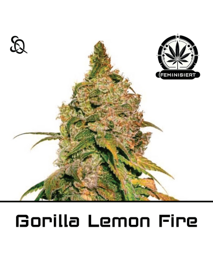 Produkt_Gorilla Lemon Fire__Cannadusa_Marktplatz_Kaufen