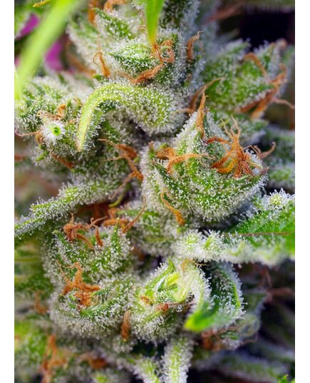 Product_Gorilla Girl - Sweet Seeds, 3 image_Cannadusa_Marketplace_Buy