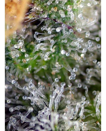 Product_Gorilla Girl - Sweet Seeds, 4 image_Cannadusa_Marketplace_Buy