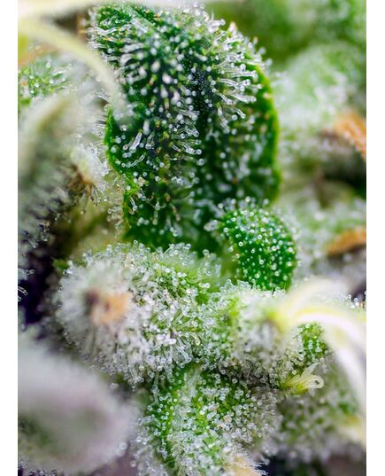 Product_Auto Gorilla Girl XL – Sweet Seeds, 3 image_Cannadusa_Marketplace_Buy