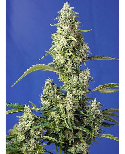 Product_Auto Gorilla Girl XL – Sweet Seeds, 2 image_Cannadusa_Marketplace_Buy