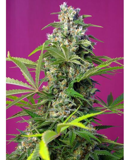 Product_Gorilla Girl - Sweet Seeds, 2 image_Cannadusa_Marketplace_Buy