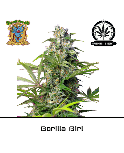 Produkt_Gorilla Girl - Sweet Seeds__Cannadusa_Marktplatz_Kaufen