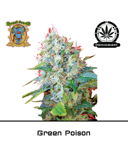 Produkt_Green Poison – Sweet Seeds__Cannadusa_Marktplatz_Kaufen