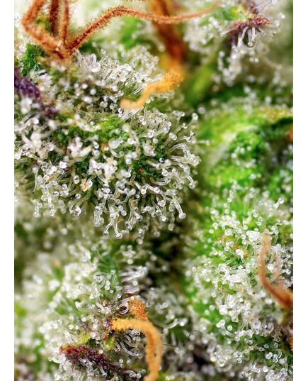 Product_Green Poison F1 Fast – Sweet Seeds, 3 image_Cannadusa_Marketplace_Buy