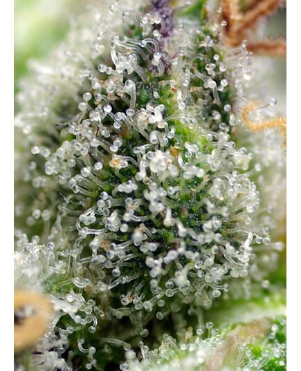 Product_Green Poison F1 Fast – Sweet Seeds, 4 image_Cannadusa_Marketplace_Buy