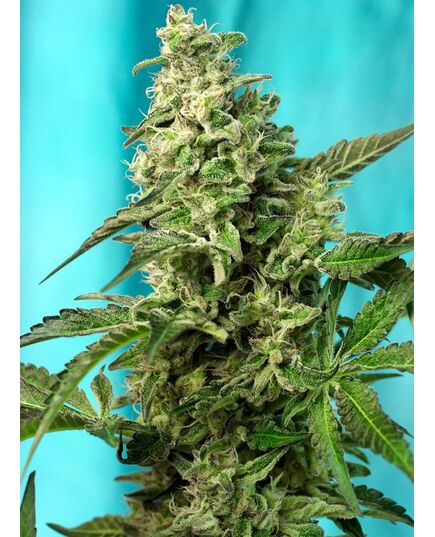 Product_Green Poison F1 Fast – Sweet Seeds, 2 image_Cannadusa_Marketplace_Buy