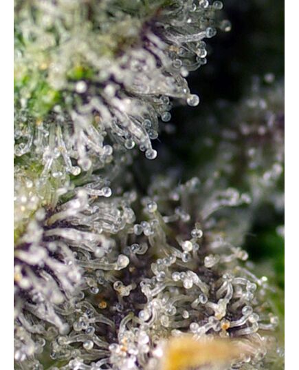 Produkt_Auto Green Poison XL – Sweet Seeds_, 3 image_Cannadusa_Marktplatz_Kaufen