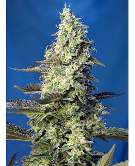 Produkt_Auto Green Poison XL – Sweet Seeds_, 2 image_Cannadusa_Marktplatz_Kaufen