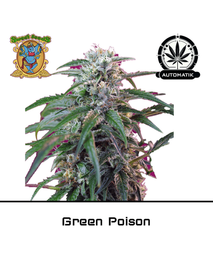 Product_Auto Green Poison - Sweet Seeds_Cannadusa_Marketplace_Buy