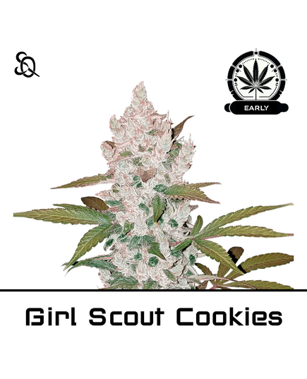 Produkt_Girl Scout Cookies Early Version__Cannadusa_Marktplatz_Kaufen