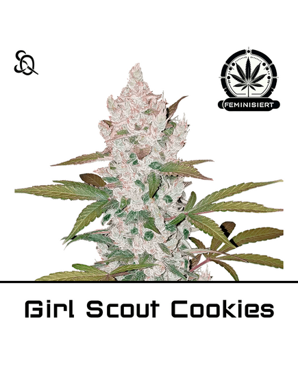 Produkt_Girl Scout Cookies__Cannadusa_Marktplatz_Kaufen