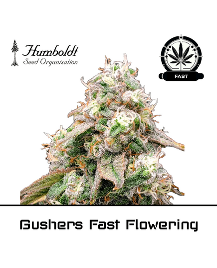 Product_Gushers Fast Flowering - Humboldt Seeds_Cannadusa_Marketplace_Buy