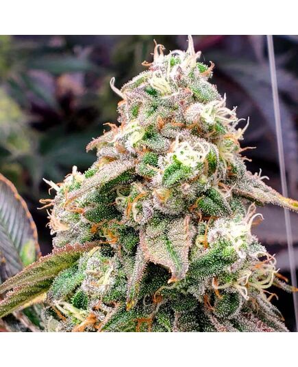 Product_Gushers Fast Flowering - Humboldt Seeds, 2 image_Cannadusa_Marketplace_Buy