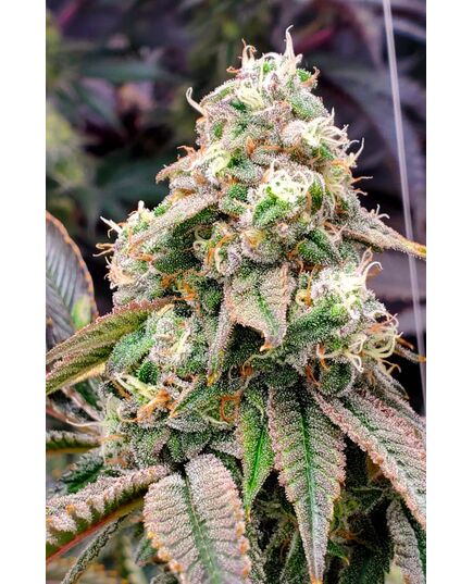 Product_Gushers Fast Flowering - Humboldt Seeds, 4 image_Cannadusa_Marketplace_Buy