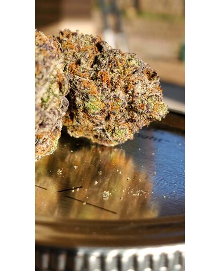 Product_Gushers Fast Flowering - Humboldt Seeds, 3 image_Cannadusa_Marketplace_Buy