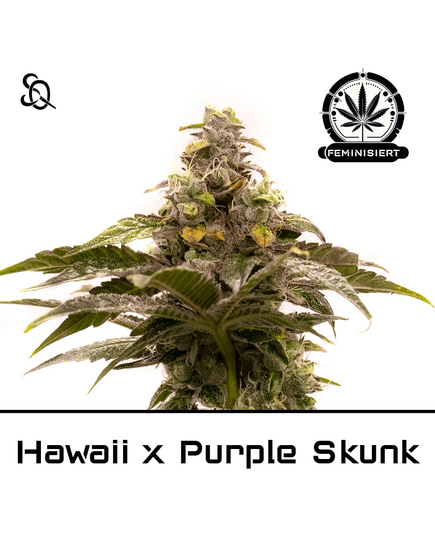 Produkt_Hawaii X Purple Skunk__Cannadusa_Marktplatz_Kaufen