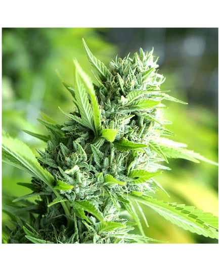 Produkt_Banana Sapphire - Humboldt Seeds_, 2 image_Cannadusa_Marktplatz_Kaufen