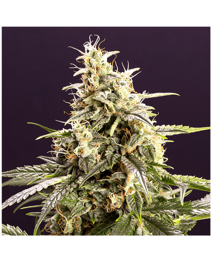 Produkt_Chem Bomb Auto - Humboldt Seeds_, 2 image_Cannadusa_Marktplatz_Kaufen