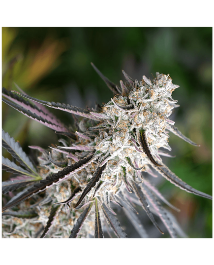 Produkt_Florida Gaspack - Humboldt Seeds_, 2 image_Cannadusa_Marktplatz_Kaufen