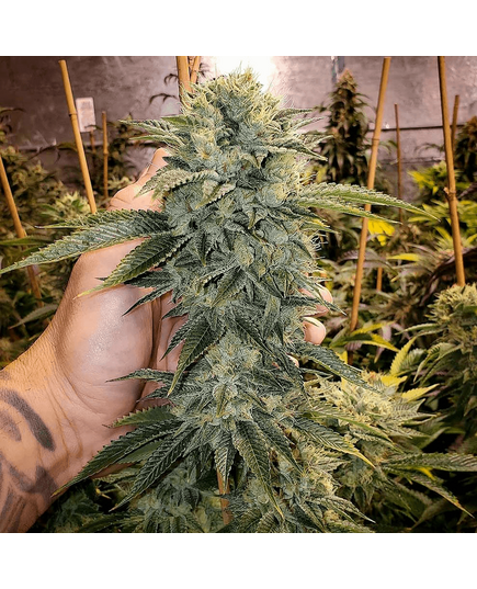 Product_Geist OG Fast Flowering - Humboldt Seeds, 2 image_Cannadusa_Marketplace_Buy