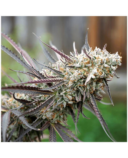 Produkt_Ice Cream Cake Fast Flowering - Humboldt Seeds_, 2 image_Cannadusa_Marktplatz_Kaufen