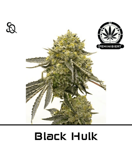 Produkt_Black Hulk__Cannadusa_Marktplatz_Kaufen