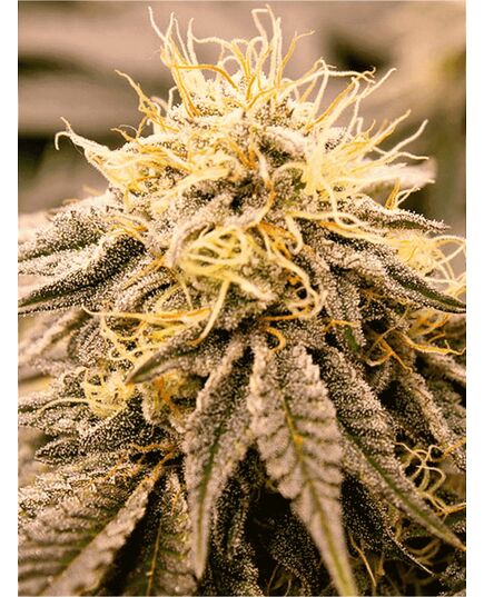 Produkt_SundogZ - Humboldt Seeds_, 2 image_Cannadusa_Marktplatz_Kaufen