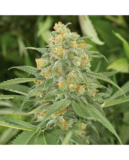 Produkt_Green Crack 2.0 - Humboldt Seeds_, 2 image_Cannadusa_Marktplatz_Kaufen