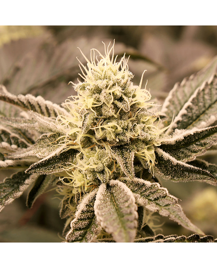 Produkt_Mouth Wash - Humboldt Seeds_, 2 image_Cannadusa_Marktplatz_Kaufen