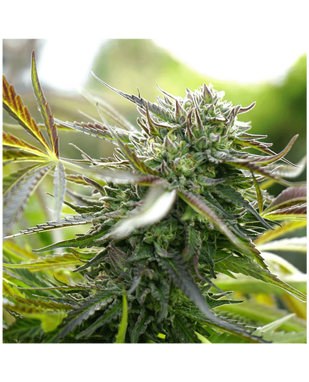 Product_Pineapple Chem Auto - Humboldt Seeds, 2 image_Cannadusa_Marketplace_Buy