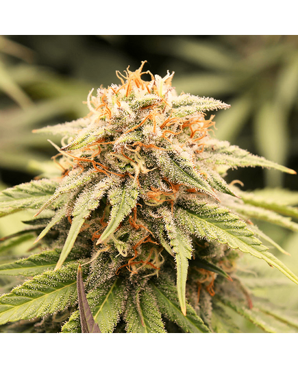 Produkt_PriZmatic - Humboldt Seeds_, 2 image_Cannadusa_Marktplatz_Kaufen