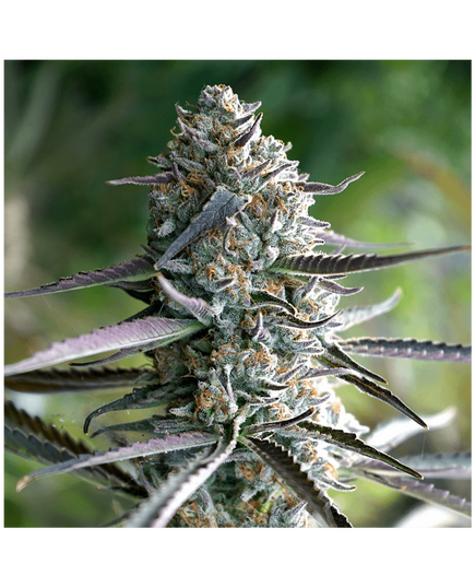 Produkt_Runtz Fast Flowering - Humboldt Seeds_, 2 image_Cannadusa_Marktplatz_Kaufen