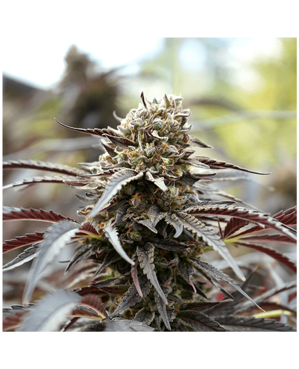 Produkt_White Runtz Fast Flowering - Humboldt Seeds_, 2 image_Cannadusa_Marktplatz_Kaufen