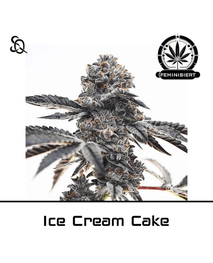 Produkt_Ice Cream Cake__Cannadusa_Marktplatz_Kaufen