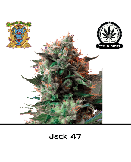 Produkt_Jack 47 – Sweet Seeds__Cannadusa_Marktplatz_Kaufen