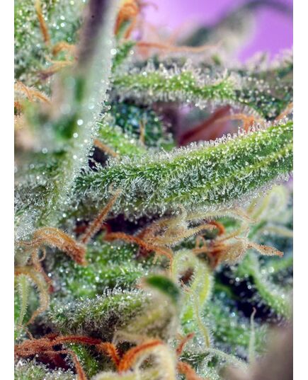 Product_Jack 47 – Sweet Seeds, 3 image_Cannadusa_Marketplace_Buy