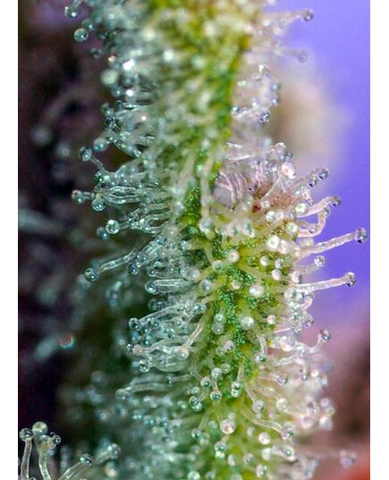 Product_Jack 47 – Sweet Seeds, 4 image_Cannadusa_Marketplace_Buy