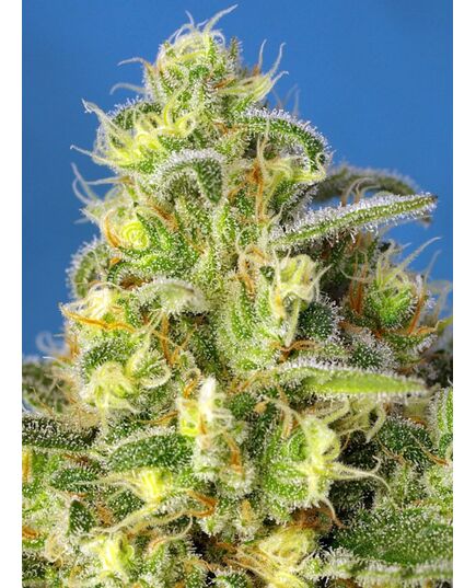 Produkt_Auto Jack 47 XL – Sweet Seeds_, 3 image_Cannadusa_Marktplatz_Kaufen